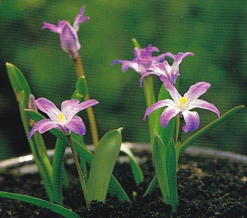 2月12日 誕生花 チオノドクサ 花ことば 仲間思い 今日の花と花言葉 花屋ｈａｎａｃｏの花ブログ