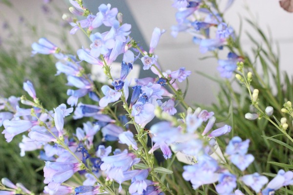 ペンステモンエレクトリックブルー入荷しました 花屋のｈａｎａｓｈｉ Hanadocoro Enn