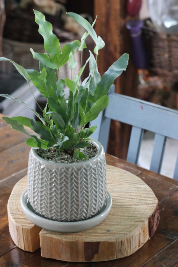 にょきにょき フレボディウムアウレウム ブルースター 花屋のｈａｎａｓｈｉ Hanadocoro Enn