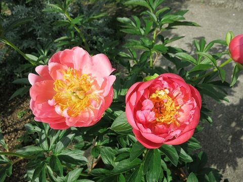 ピンクハワイアンコーラルが咲きました ミセスケイの薔薇コラム ピンクハワイアンコーラルが咲きました ミセスケイの薔薇コラム