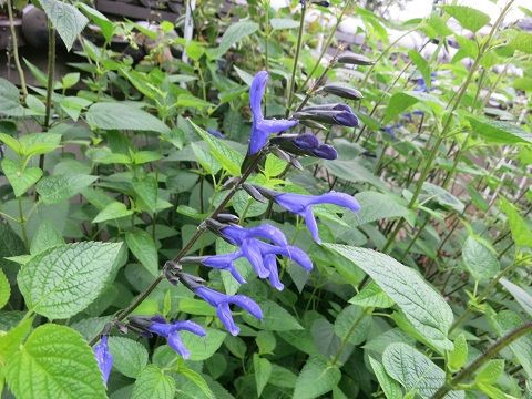 切り戻した後のメドーセージなど ミセスケイの薔薇コラム