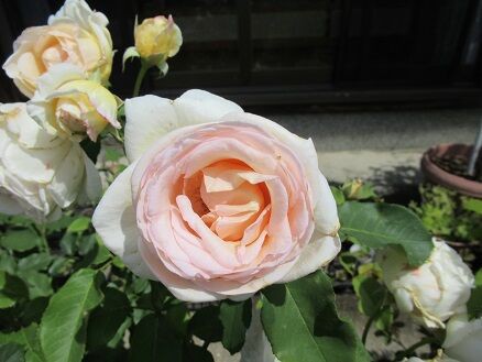 花持ち比較2日目 ミセスケイの薔薇コラム