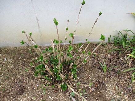 紫陽花の剪定など ミセスケイの薔薇コラム