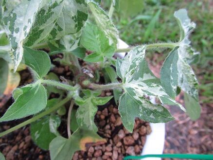 朝顔の行灯仕立て ミセスケイの薔薇コラム