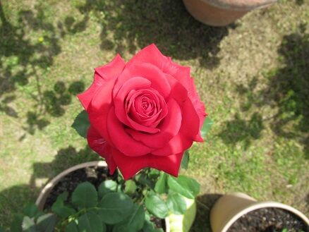 花持ち比較2日目 ミセスケイの薔薇コラム