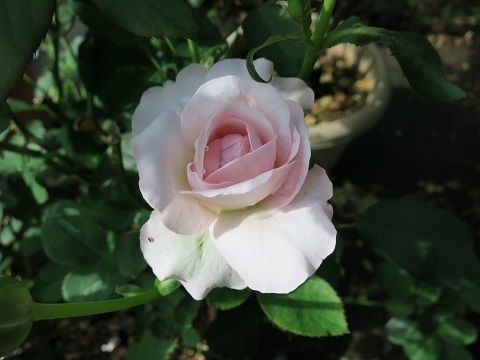 たまき 花ぼんぼりなど ミセスケイの薔薇コラム