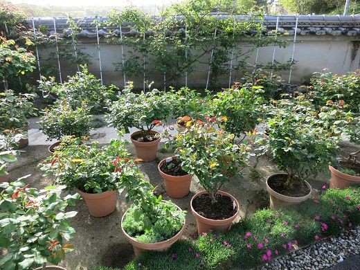 コンテナガーデンをバラ仕様に ミセスケイの薔薇コラム