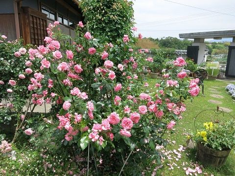 倒れたバラを起こすのはたいへん ミセスケイの薔薇コラム