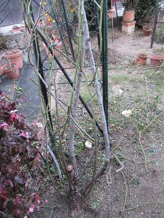 ツルアイスバーグの剪定誘引 ミセスケイの薔薇コラム