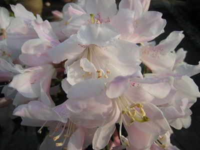 日本花キ流通 日本シャクナゲ 京の華 5号鉢 開花予定株