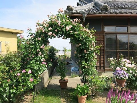 アーチのコーネリア シュノープリンセスなど ミセスケイの薔薇コラム