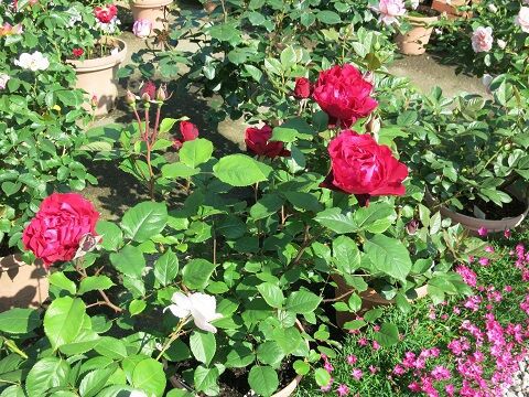 はいから : ミセスケイの薔薇コラム