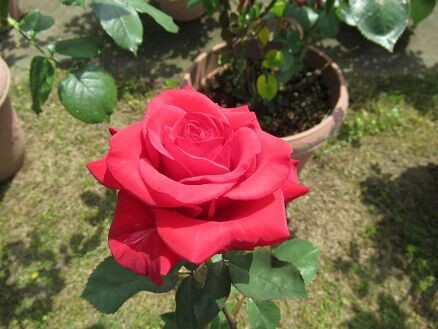 花持ち比較2日目 ミセスケイの薔薇コラム