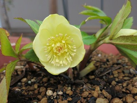 クリスマスローズ合格の花 ミセスケイの薔薇コラム