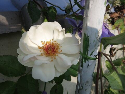 ジャクリーヌデュプレ ミセスケイの薔薇コラム