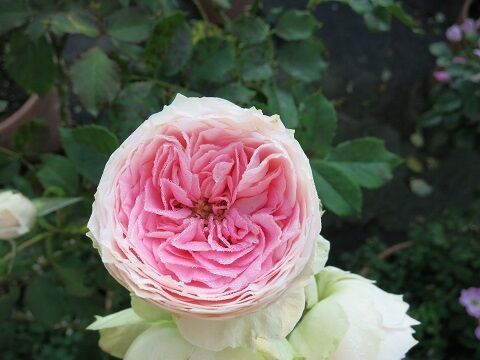 パシュミナなど ミセスケイの薔薇コラム