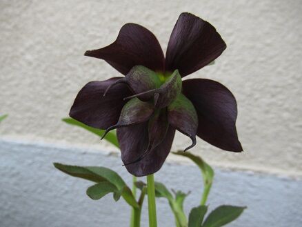 クリスマスローズの切り花 ミセスケイの薔薇コラム