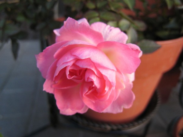 名前のわからないミニバラとピンクノックアウト ミセスケイの薔薇コラム