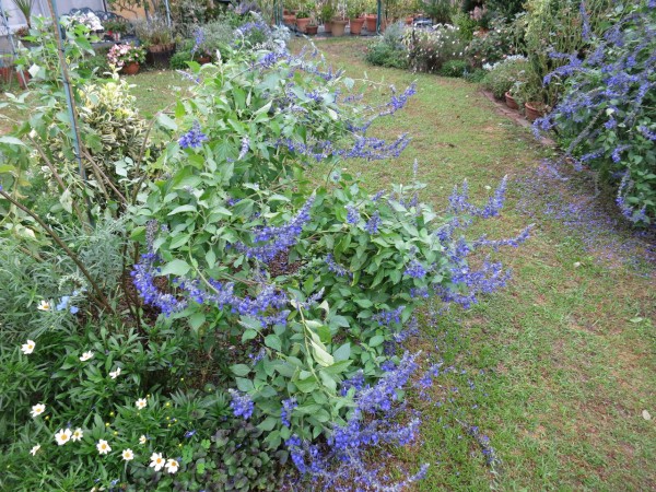 倒れたラベンダーセージを起こしました ミセスケイの薔薇コラム