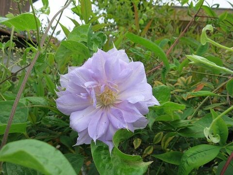ベルオブウォーキングの剪定誘引 ミセスケイの薔薇コラム