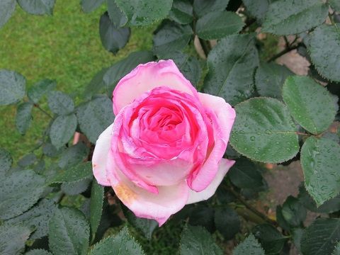 5月のバラ ミセスケイの薔薇コラム