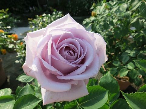 ブルームーンによく似たバラの名前は何でしょう ミセスケイの薔薇コラム