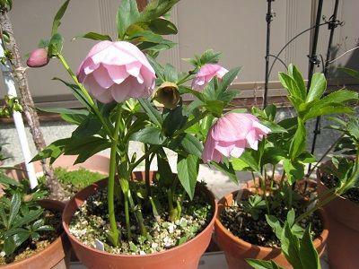 クリローの移動 春の寄せ植え ミセスケイの薔薇コラム