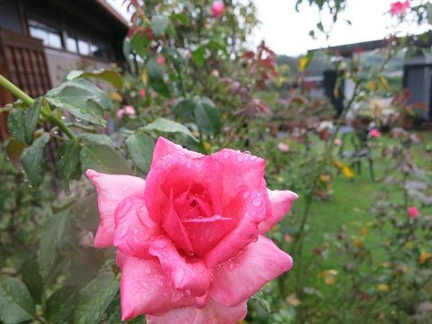 雨降りの後の花 ミセスケイの薔薇コラム