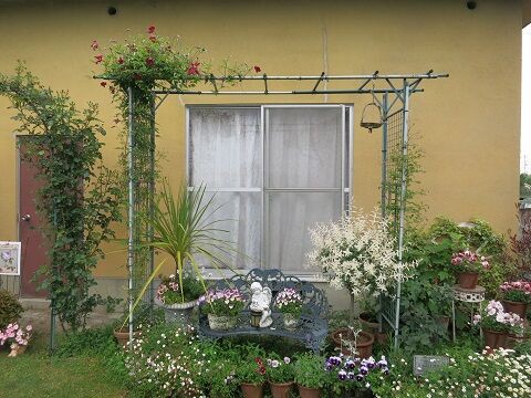 ヴィルドリヨンの剪定誘引 ミセスケイの薔薇コラム ヴィルドリヨンの剪定誘引 ミセスケイの薔薇コラム