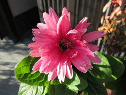 宿根草など ミセスケイの薔薇コラム