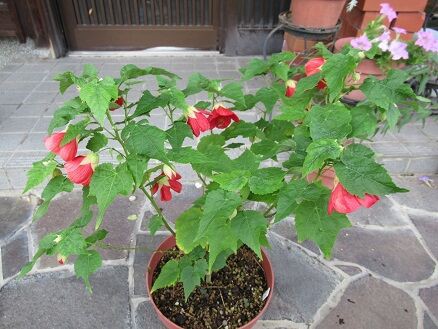 アブチロン 朝顔の行灯仕立てなど ミセスケイの薔薇コラム