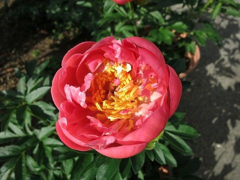 ピンクハワイアンコーラルが咲きました ミセスケイの薔薇コラム