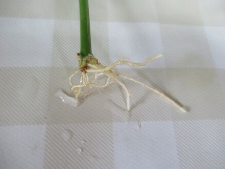 水挿しの植え替え ミセスケイの薔薇コラム