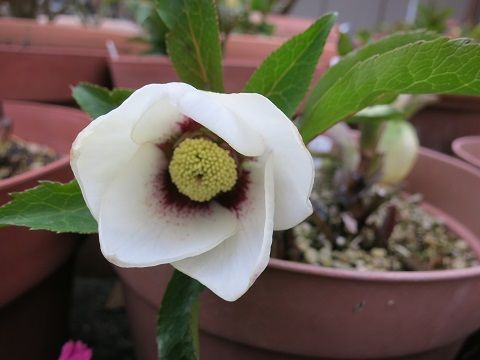 クリスマスローズの芽 ラズベリーロイヤル ミセスケイの薔薇コラム