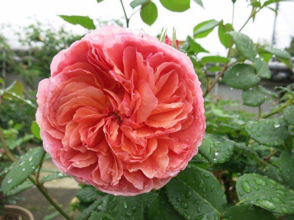 昨年のバラ かおりかざりなど ミセスケイの薔薇コラム