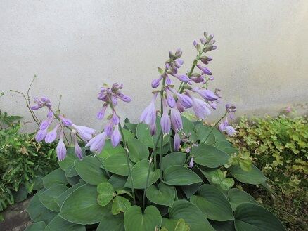 ギボウシなど ミセスケイの薔薇コラム