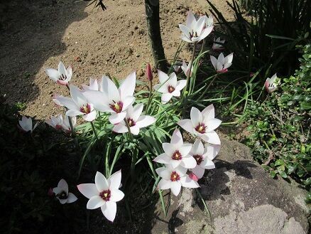 原種系チューリップ レディジェーンなど ミセスケイの薔薇コラム