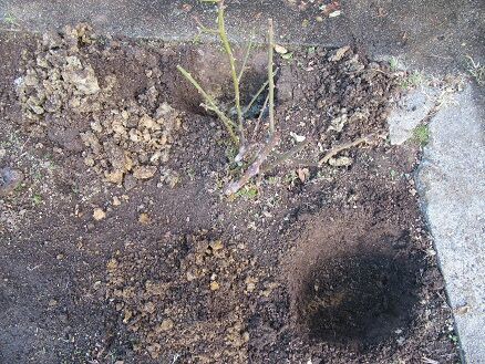 地植えバラの寒肥 ミセスケイの薔薇コラム