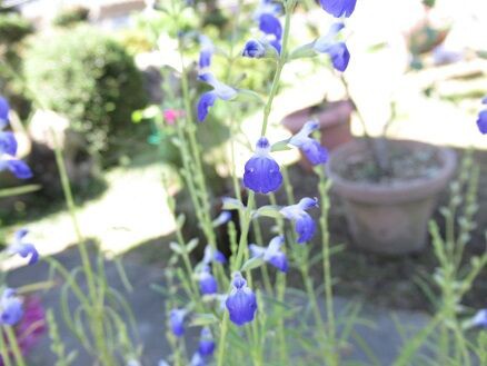 コバルトセージなど ミセスケイの薔薇コラム