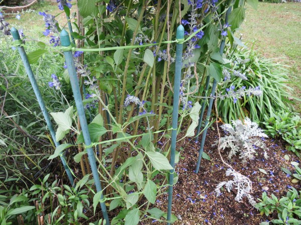 倒れたラベンダーセージを起こしました ミセスケイの薔薇コラム