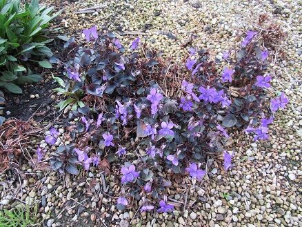 ビオララブラドリカの花数が増えました ミセスケイの薔薇コラム