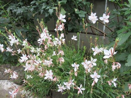 ガウラなど ミセスケイの薔薇コラム