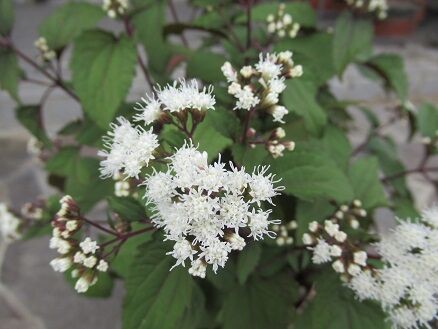 ユーパトリウムチョコレートなど ミセスケイの薔薇コラム