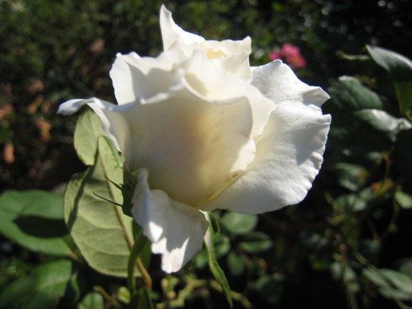 パスカリとベビーロマンティカ ミセスケイの薔薇コラム