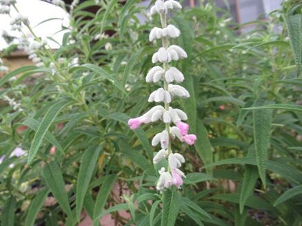 格安セール】 花の苗 コバルトセージ 苗の通販 by ※在庫確認※プロフ ...