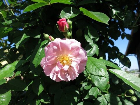 つるバラコーネリアの剪定誘引 ミセスケイの薔薇コラム