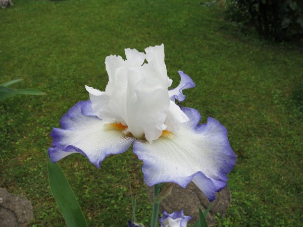 ジャーマンアイリスの植え替え ミセスケイの薔薇コラム