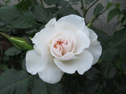 はいからなど : ミセスケイの薔薇コラム