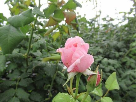 ボレロとコガネの被害 ミセスケイの薔薇コラム