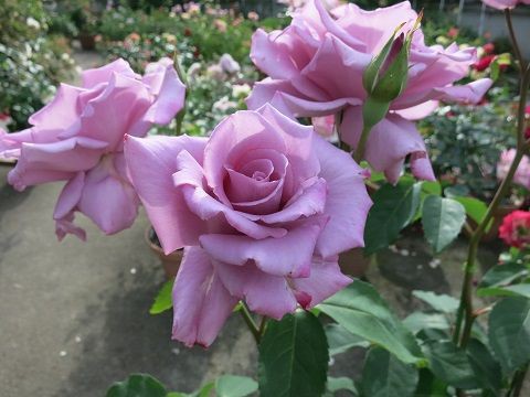 ブルームーンによく似たバラの名前は何でしょう ミセスケイの薔薇コラム